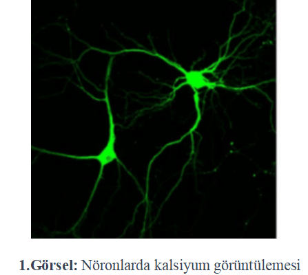 Derin Öğrenme ile Nöron Aktivitesi Ölçümü: Kalsiyum Görüntülerini Başarıyla Çözümleyen Algoritma