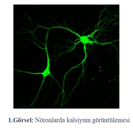 Derin Öğrenme ile Nöron Aktivitesi Ölçümü: Kalsiyum Görüntülerini Başarıyla Çözümleyen Algoritma